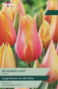Tulip - Blushing Lady