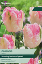 Tulip - Cabanna