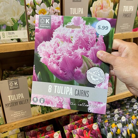 Tulip Cairns Premium Collection 
