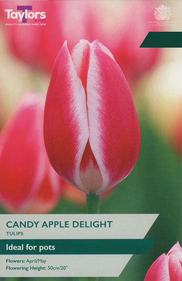 Tulip - Candy Apple Delight