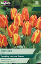 Tulip - Cape Cod