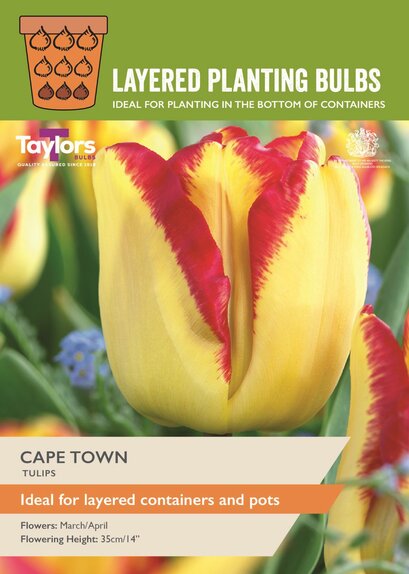 Tulip - Cape Town