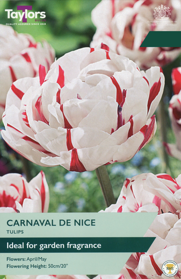 Tulip - Carnaval De Nice