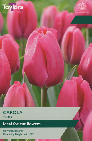 Tulip - Carola