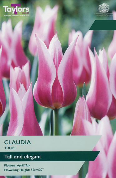Tulip - Claudia