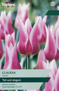 Tulip - Claudia