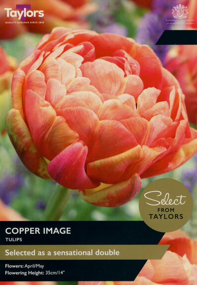 Tulip - Copper Image