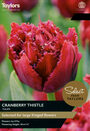 Tulip - Cranberry Thistle