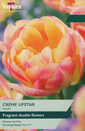 Tulip - Creme Upstar