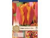 Tulip Darwin Hybrid Apeldoorn's Elite