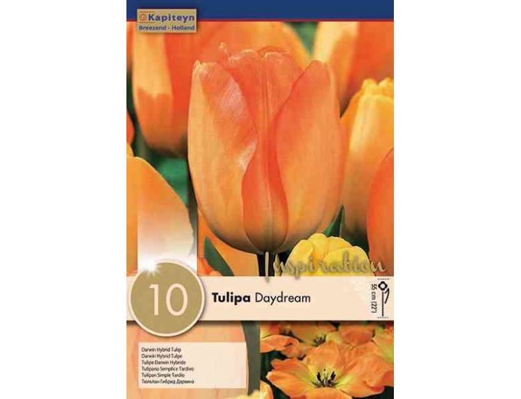 Tulip Darwin Hybrid Daydream