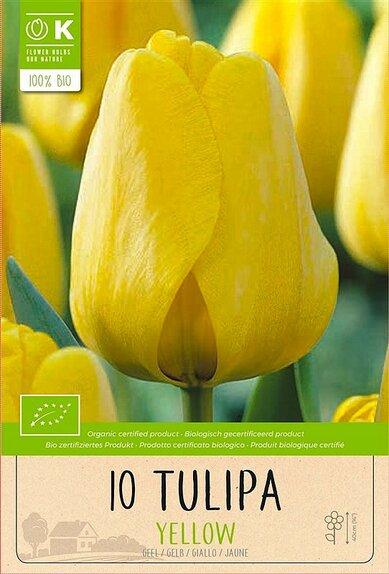 Tulip - Darwin Hybrid Yellow