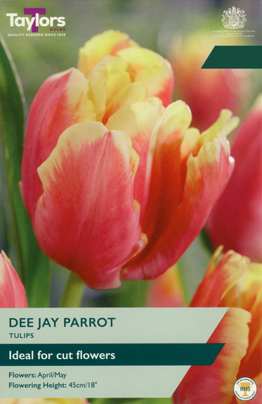 Tulip - Dee Jay Parrot