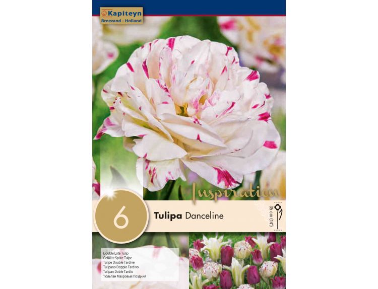 Tulip Double Late Danceline