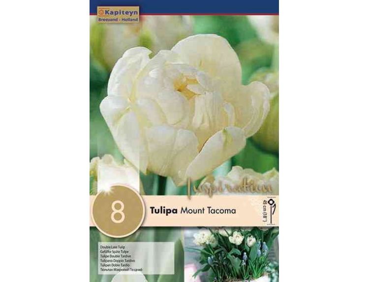 Tulip Double Late Mount Tacoma