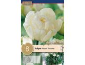 Tulip Double Late Mount Tacoma