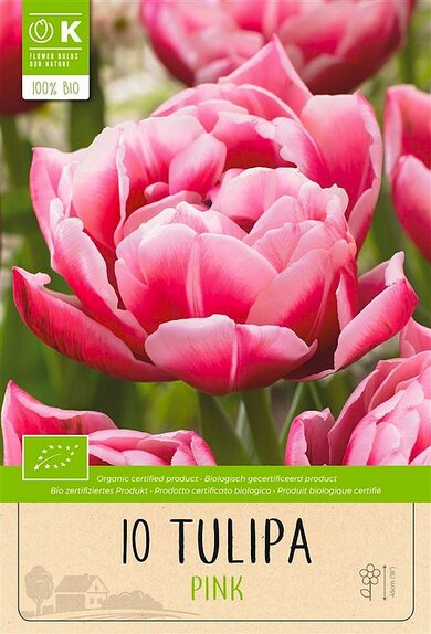 Tulip - Double Pink