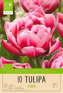 Tulip - Double Pink