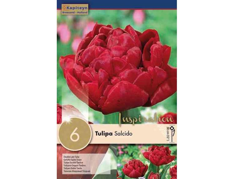 Tulip Double Salcido