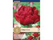 Tulip Double Salcido