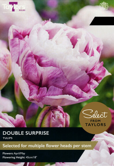 Tulip - Double Surprise