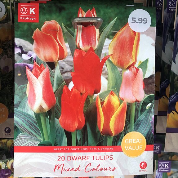 Tulip Dwarf Mixed (Greigii) Great Value Pack