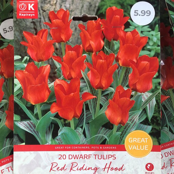 Tulip Dwarf Red Riding Hood Great Value Pack