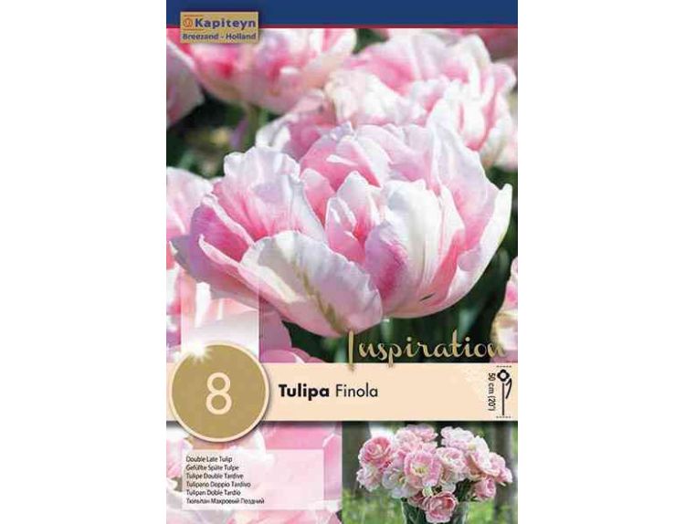 Tulip Finola
