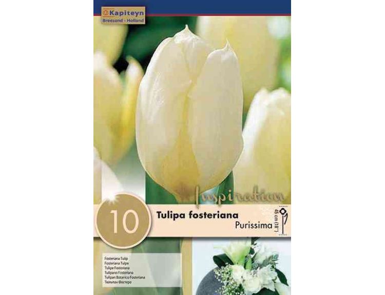 Tulip Fosteriana Purissima