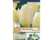 Tulip Fosteriana Purissima