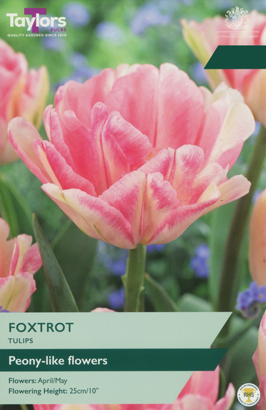 Tulip - Foxtrot