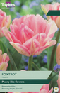 Tulip - Foxtrot