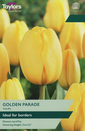 Tulip - Golden Parade