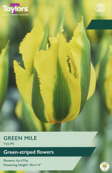 Tulip - Green Mile