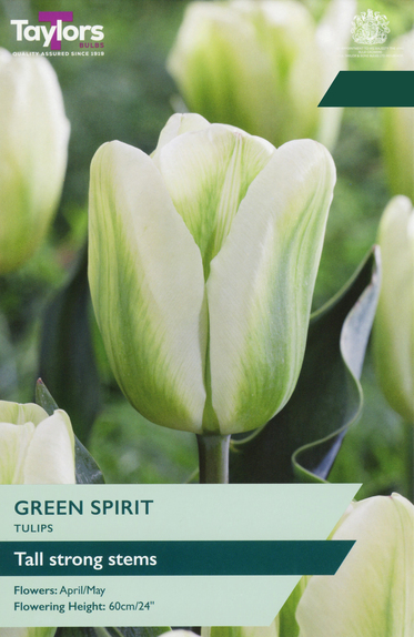 Tulip - Green Spirit
