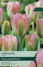 Tulip - Greenland