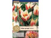 Tulip Greigii Quebec