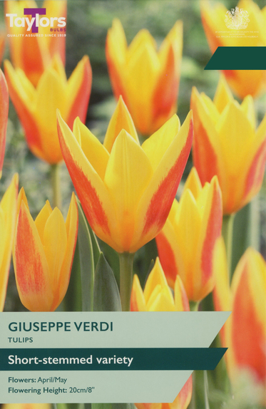 Tulip - Guiseppe Verdi 