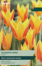 Tulip - Guiseppe Verdi 