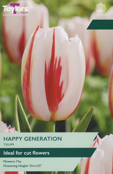Tulip - Happy Generation