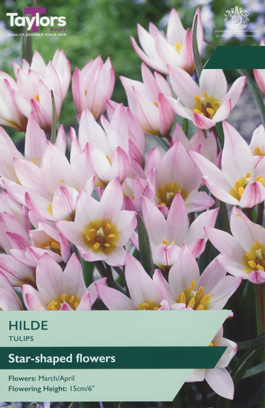 Tulip - Hilde