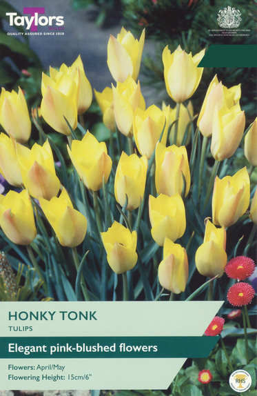 Tulip - Honky Tonk