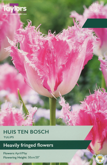 Tulip - Huis Ten Bosch