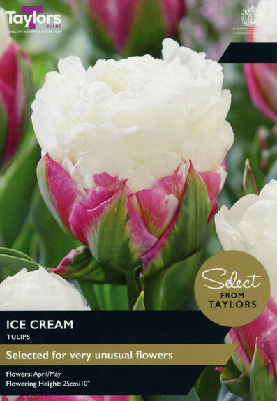 Tulip - Ice Cream