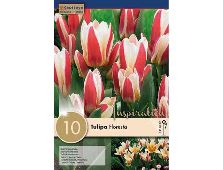 Tulip kaufmania Floresta