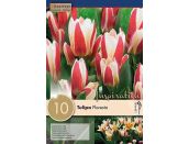 Tulip kaufmania Floresta