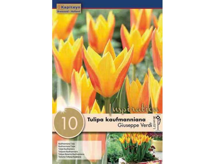 Tulip Kaufmanniana Giuseppe Verdi