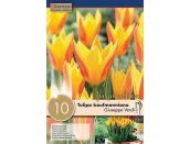 Tulip Kaufmanniana Giuseppe Verdi
