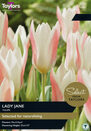 Tulip - Lady Jane