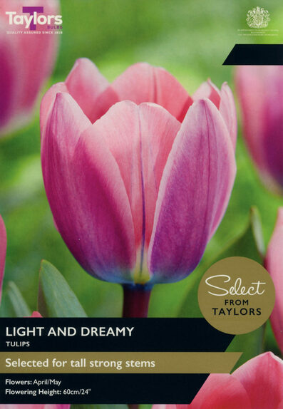 Tulip - Light and Dreamy